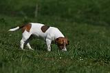 JACK RUSSEL 086